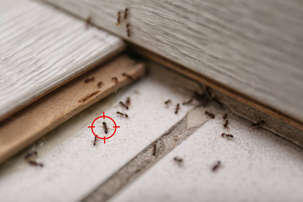 Professional Pest Control in Old Brookville, NY