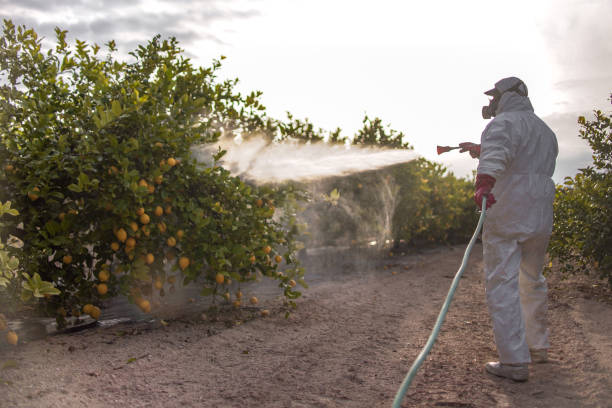 Best Termite Control Services  in Old Brookville, NY