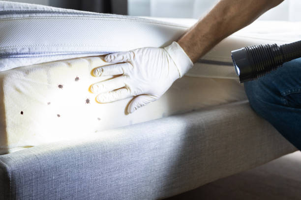 Wasp Removal Services in Old Brookville, NY
